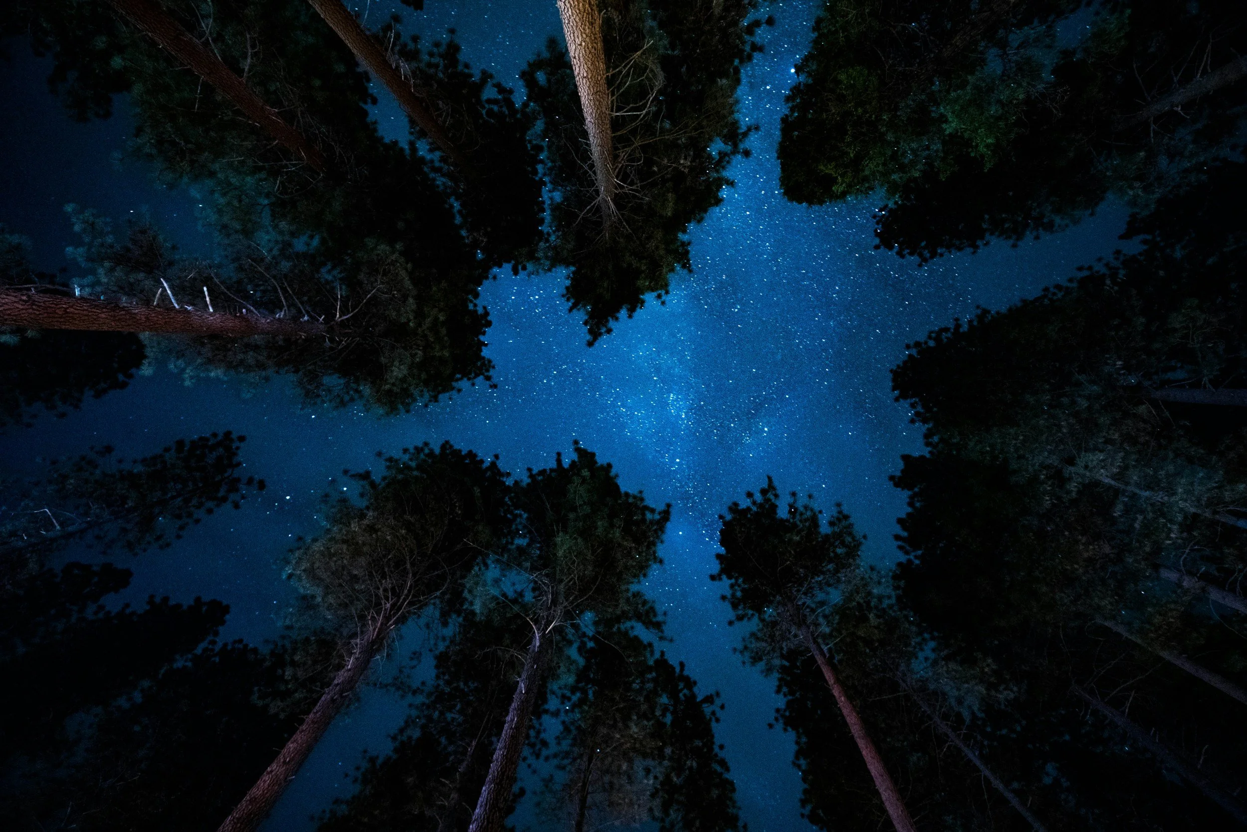 A star-filled night sky framed by tall trees.